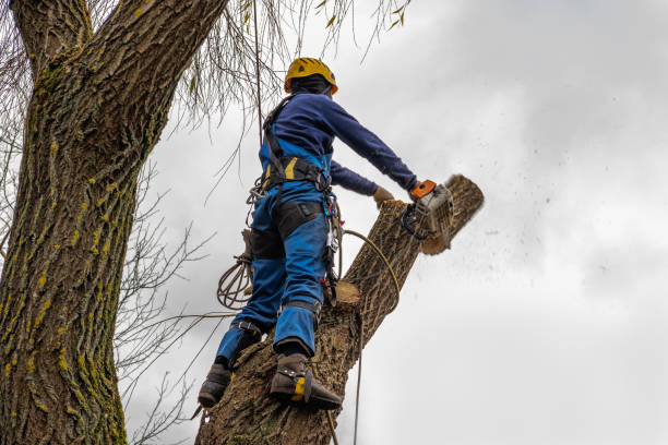 Best Emergency Tree Removal  in Ranger, TX