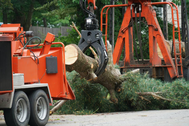 Reliable Ranger, TX Tree Removal Solutions